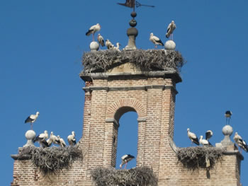 © Storchenpflegestation Wesermarsch