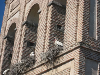 © Storchenpflegestation Wesermarsch