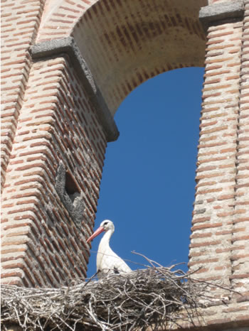 © Storchenpflegestation Wesermarsch