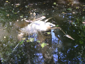 © Storchenpflegestation Wesermarsch