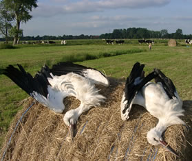 © Storchenpflegestation Wesermarsch