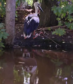 © Storchenpflegestation Wesermarsch