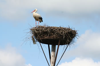 © Storchenpflegestation Wesermarsch