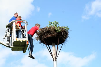 © Storchenpflegestation Wesermarsch