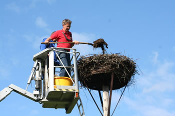 © Storchenpflegestation Wesermarsch