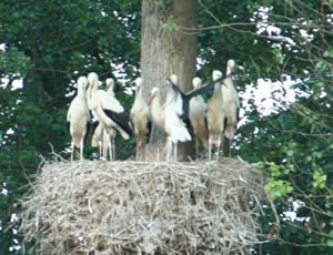 © Storchenpflegestation Wesermarsch