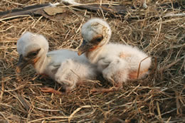 © Storchenpflegestation Wesermarsch