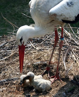 © Storchenpflegestation Wesermarsch