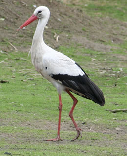 © Storchenpflegestation Wesermarsch