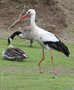 © Storchenpflegestation Wesermarsch