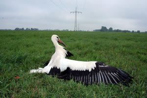 © Storchenpflegestation Wesermarsch Verletzter Weißstorch unter 110 KV Leitung