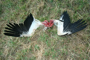 © Storchenpflegestation Wesermarsch