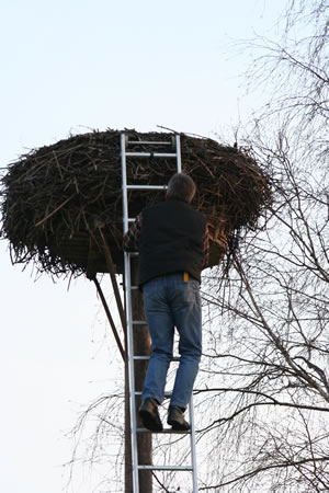 © Storchenpflegestation Wesermarsch