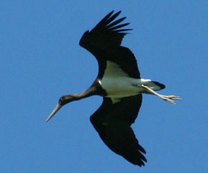 Schwarzstorch ciconia nigra in der südlichen Wesermarsch © Storchenpflegestation Wesermarsch