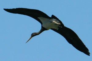  Aufmerksam verfolgte der Schwarzstorch sein Umfeld© Storchenpflegestation Wesermarsch