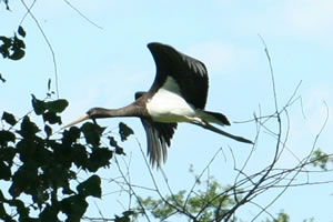 Der Schwarzstorch nächtigte in der Brutkolonie © Storchenpflegestation Wesermarsch