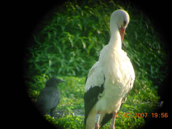 © Storchenpflegestation Wesermarsch