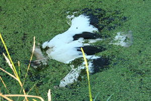Im Graben verendeter Jungstorch unter seinem Nest. © Storchenpflegestation Wesermarsch