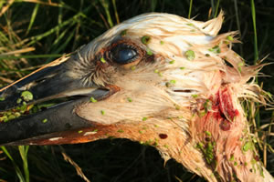  Der Schnabel des fast ausgewachsenen Jungstorches © Storchenpflegestation Wesermarsch