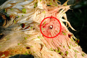 Weißstorchkopf linke Seite  © Storchenpflegestation Wesermarsch