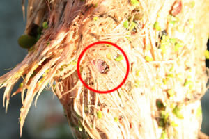 Weißstorchkopf rechte Seite © Storchenpflegestation Wesermarsch