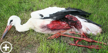 Weißstorch Opfer Windkraft in Berne bald normal?, Naturschutz, erneuerbare Energie, Windkraftgegner, Vogelschlag, Windenergie, Berner, Windpark, Windkraft, Opfer, Storch, Störche, Weißstorch, Weißstörche, Weissstorch