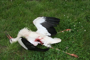   Toter Weißstorch nach Kollision  Weißstorch mit schwersten © Storchenpflegestation Wesermarsch