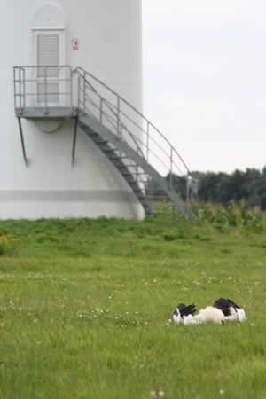   Toter Weißstorch nach Kollision  Weißstorch mit schwersten © Storchenpflegestation Wesermarsch