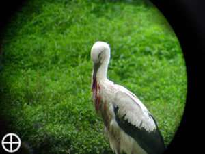 Windkraft abgetrennter Schnabel Storch© Storchenpflegestation Wesermarsch