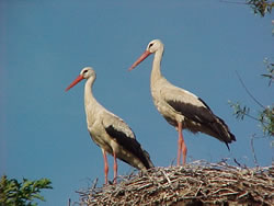 Storchenpaar auf Horst (c) Storchenpflegestation  Wesermarsch
