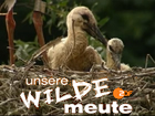 unsere WILDE meute ZDF
