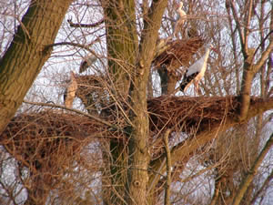 © Storchenpflegestation Wesermarsch