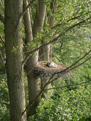 © Storchenpflegestation Wesermarsch