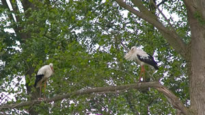 © Storchenpflegestation Wesermarsch