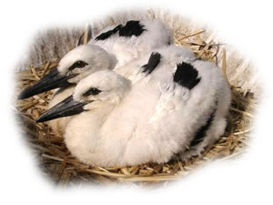 Wei&szlig;st&ouml;rche (Ciconia ciconia)